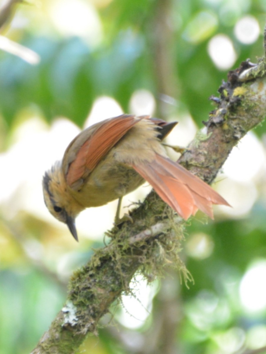 Buff-fronted Foliage-gleaner - ML447553751