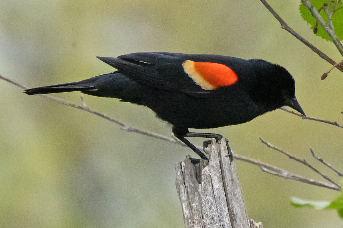 Red-winged Blackbird - Harvey Rubenstein