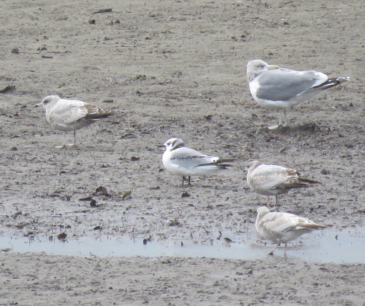 Black-legged Kittiwake - ML44755421