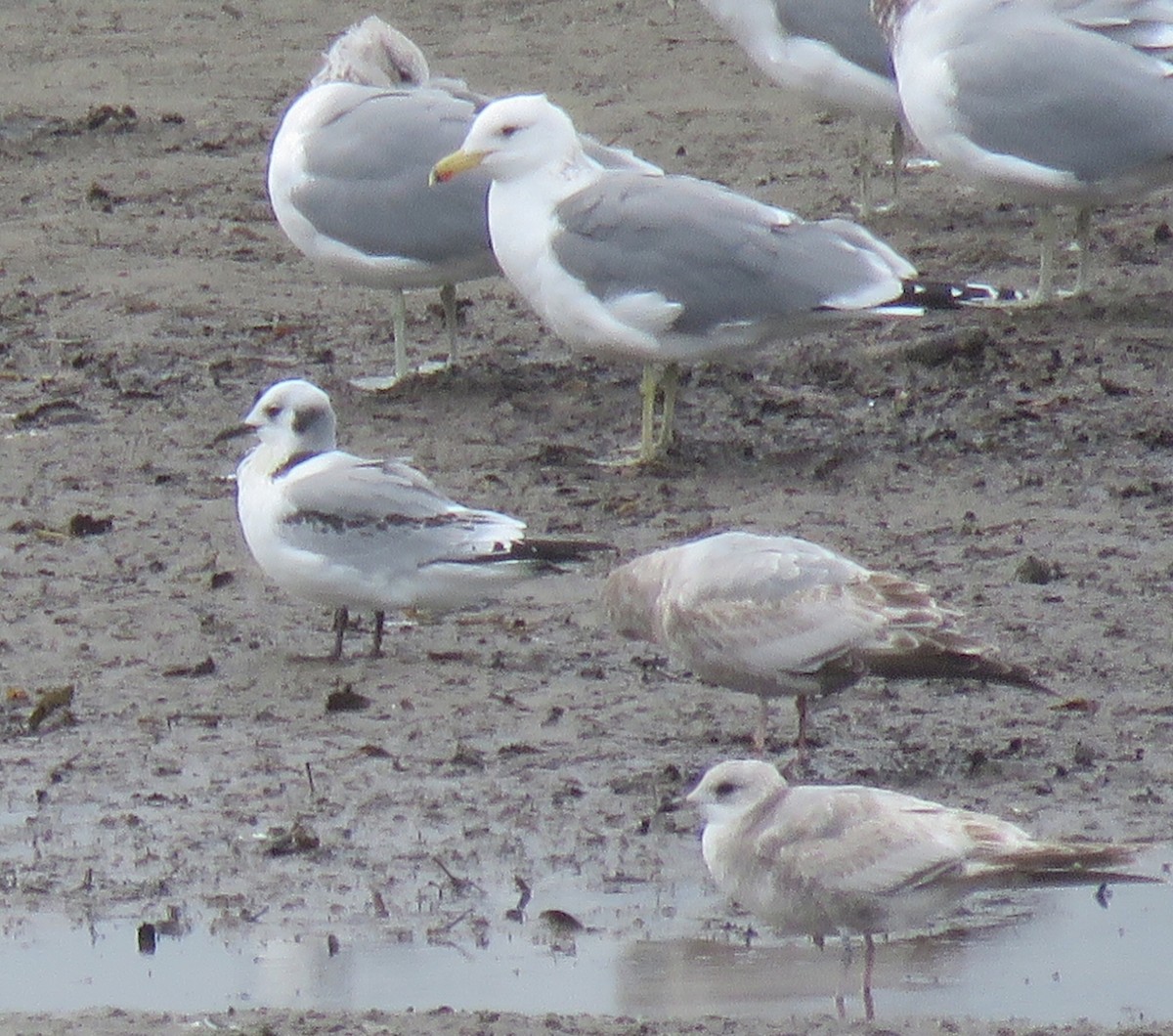Black-legged Kittiwake - ML44755431