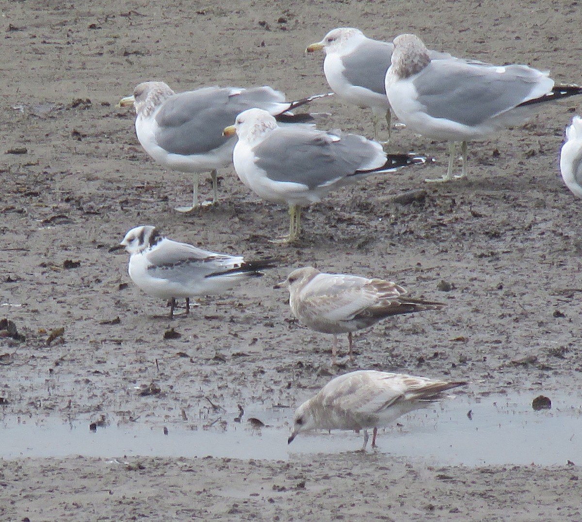 Black-legged Kittiwake - ML44755441