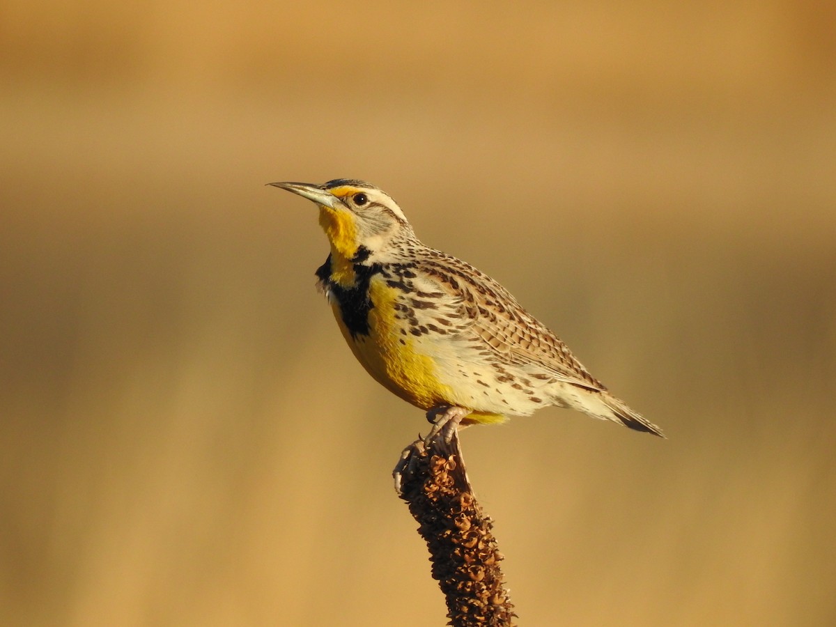 Western Meadowlark - ML447554451