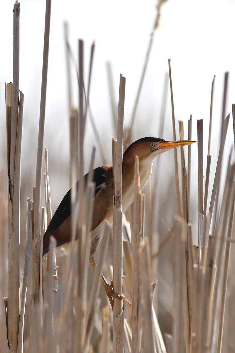 Least Bittern - ML447554841