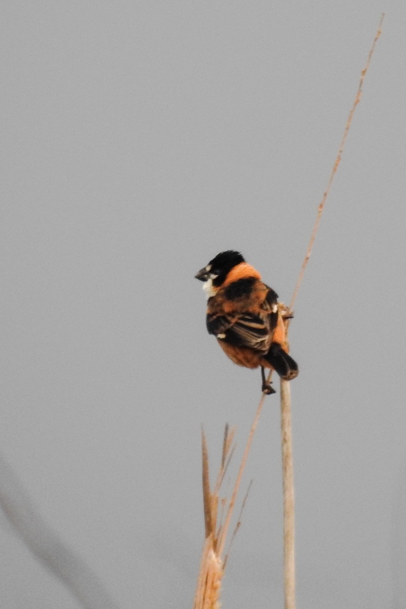 Rusty-collared Seedeater - Doris Ratchford