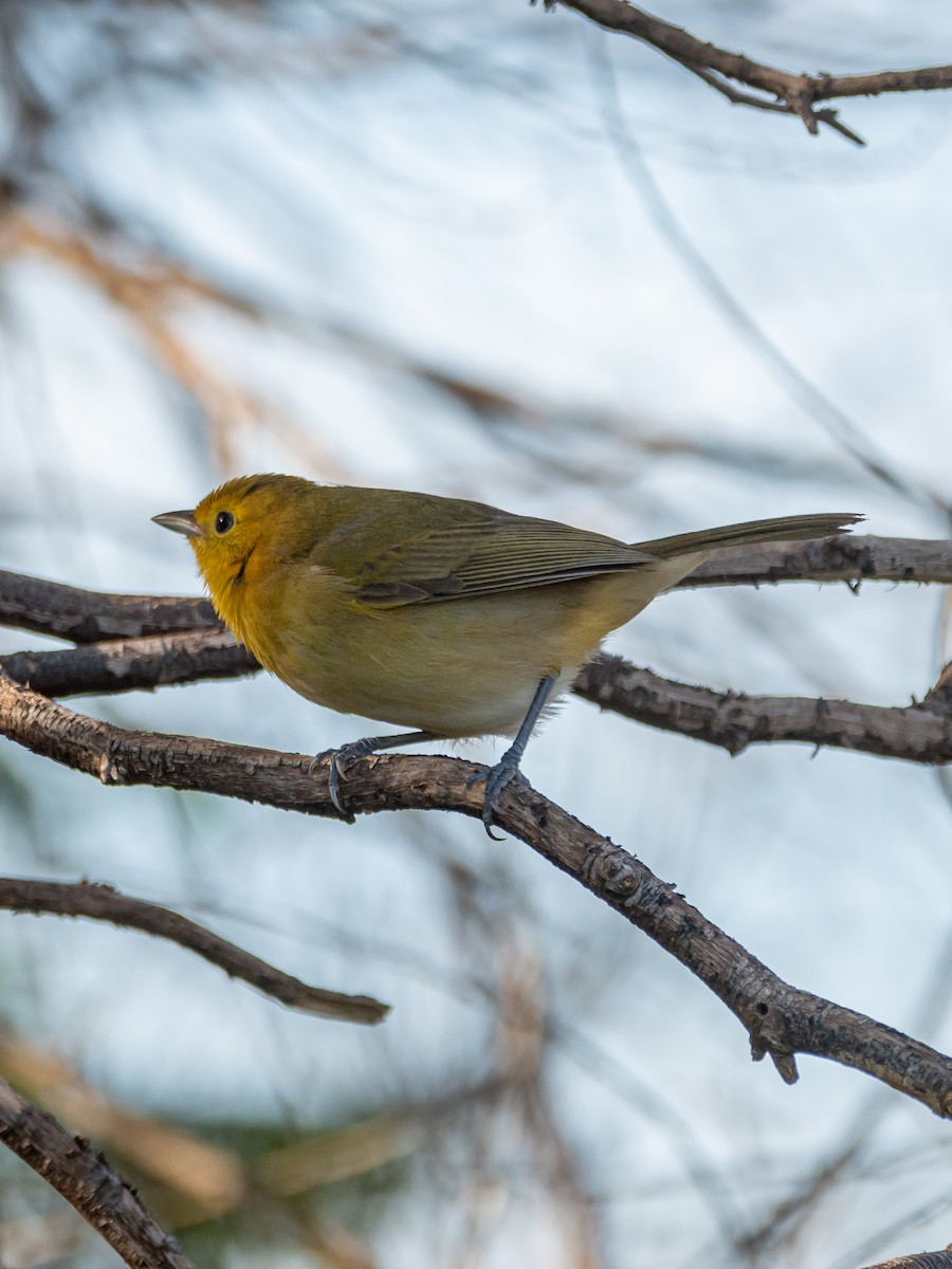 Orange-headed Tanager - Carlos Rossello