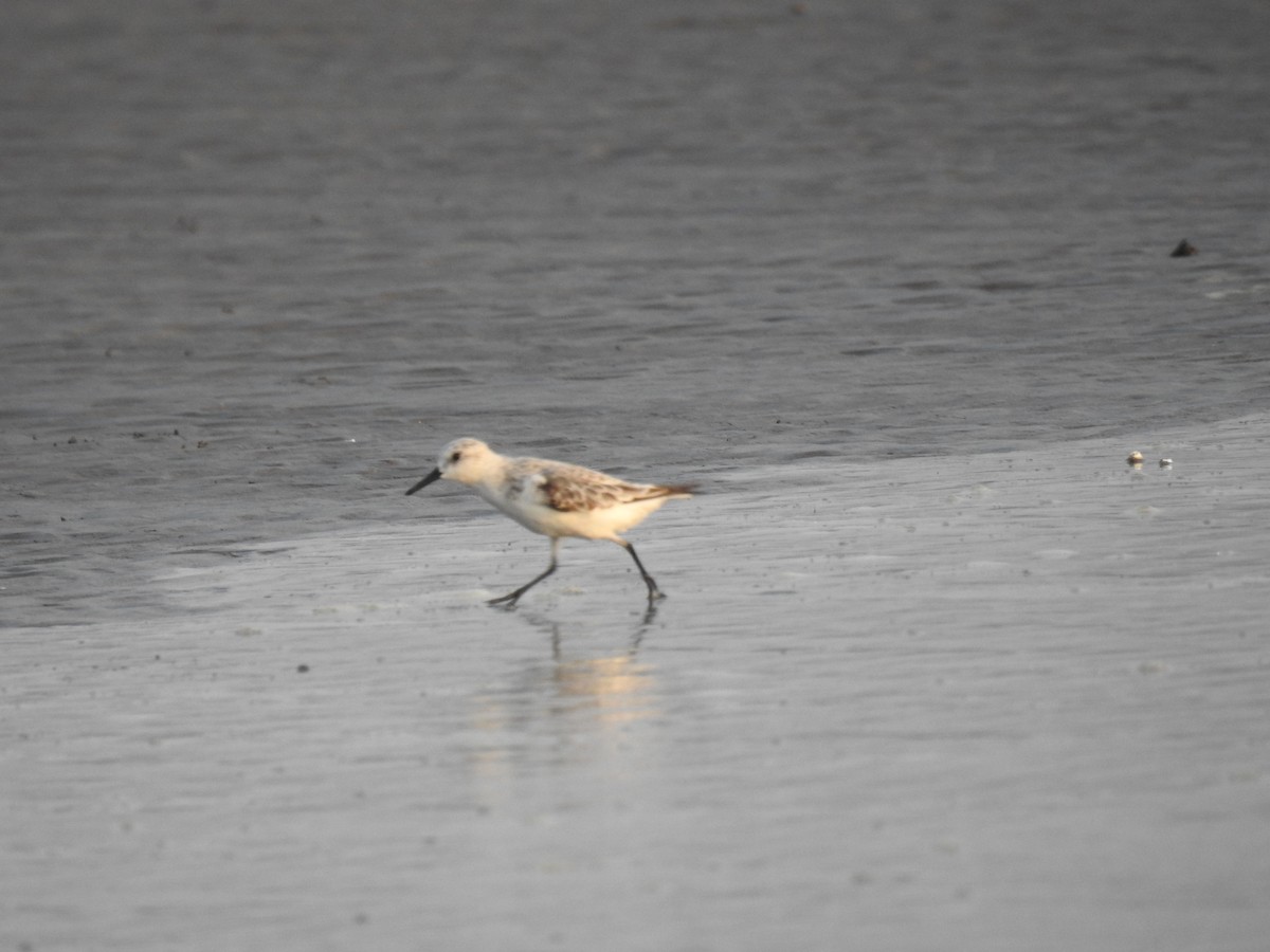 Sanderling - ML447557101