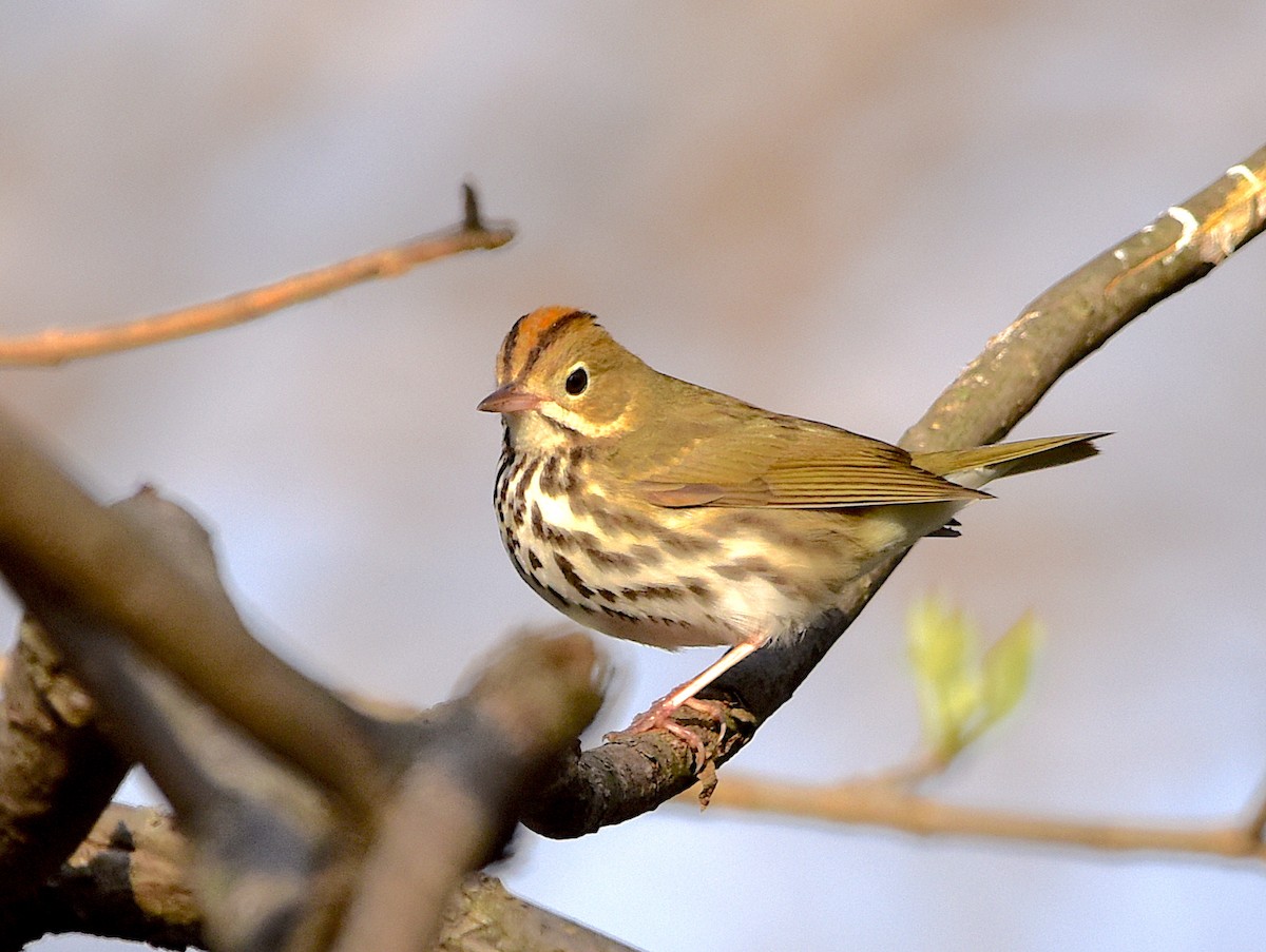 Ovenbird - ML447557931