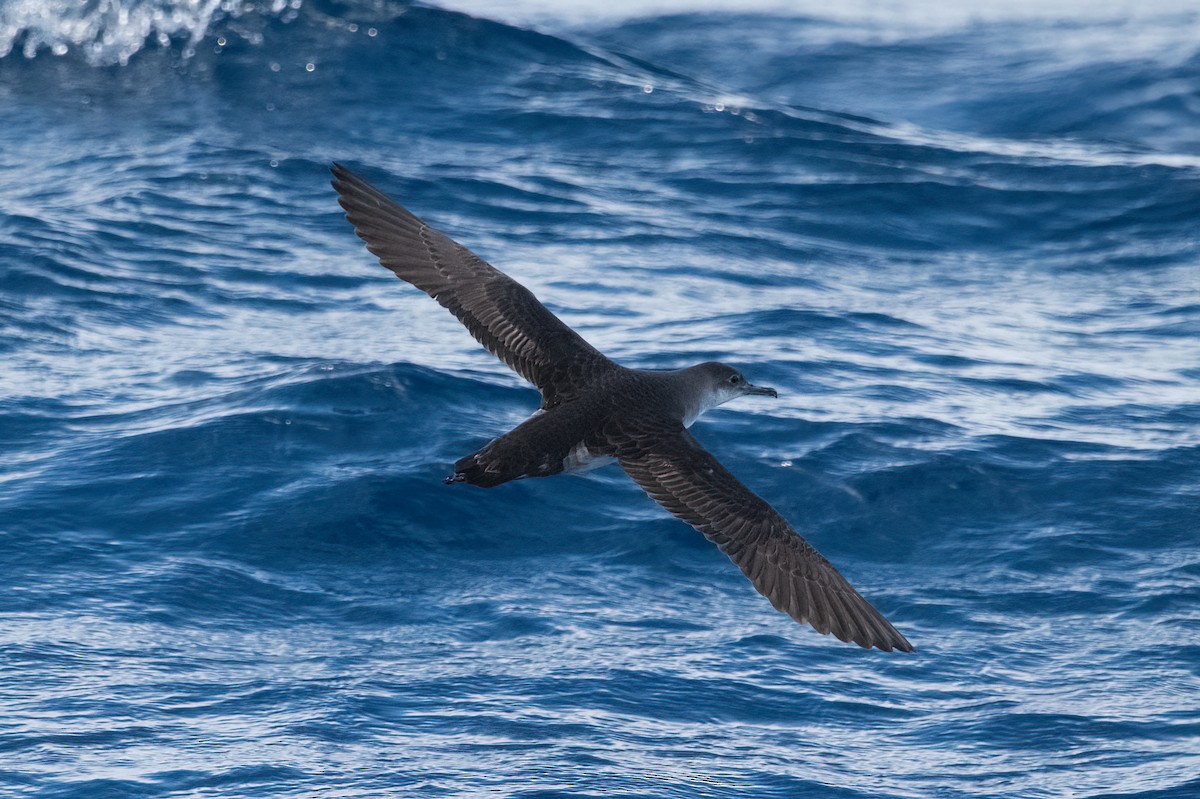 Yelkouan Shearwater - ML447558451