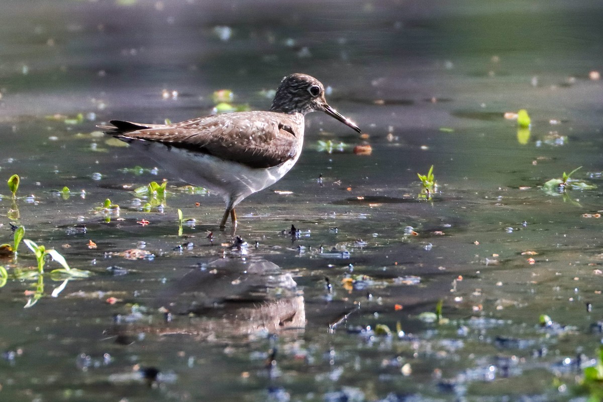 Solitary Sandpiper - ML447558751