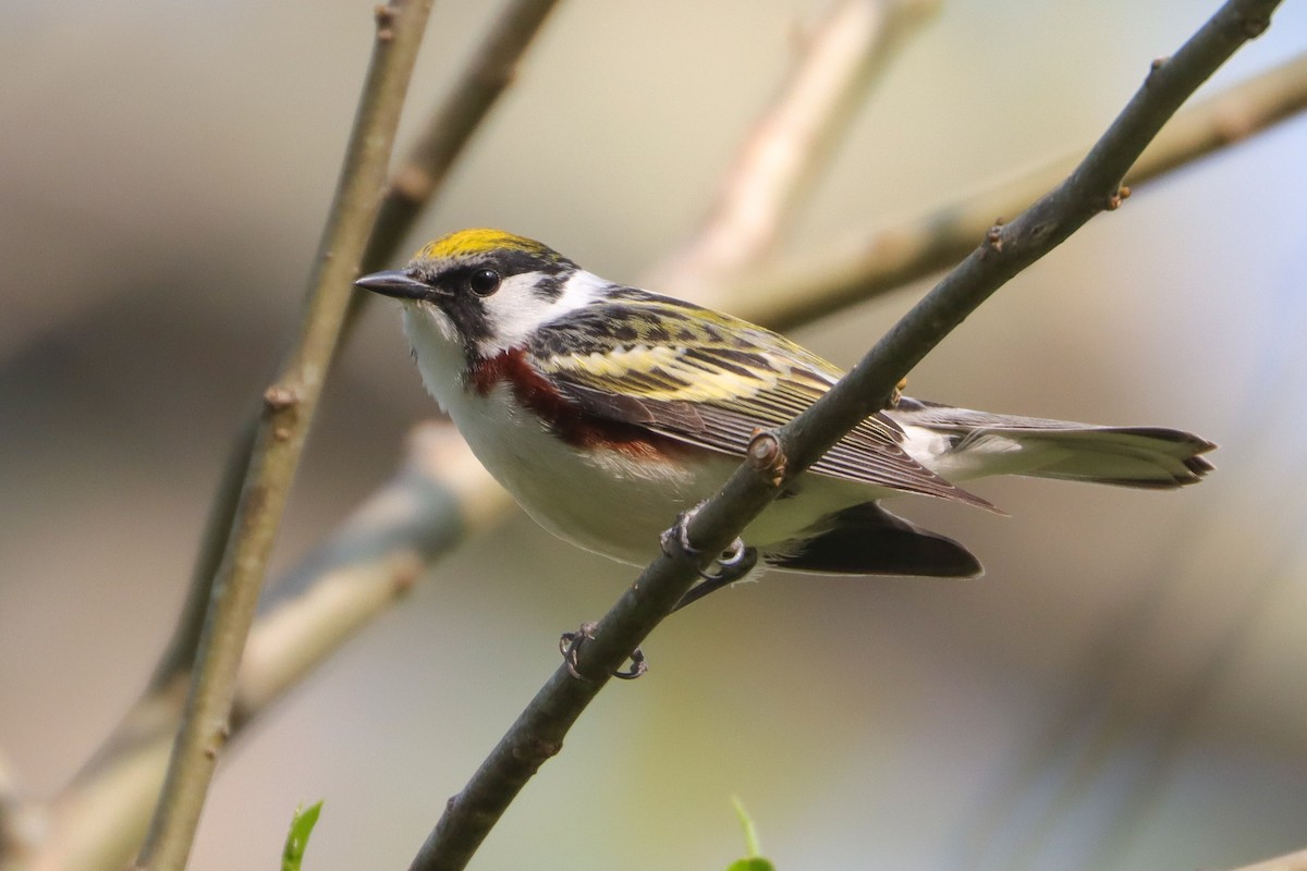 Chestnut-sided Warbler - ML447559461