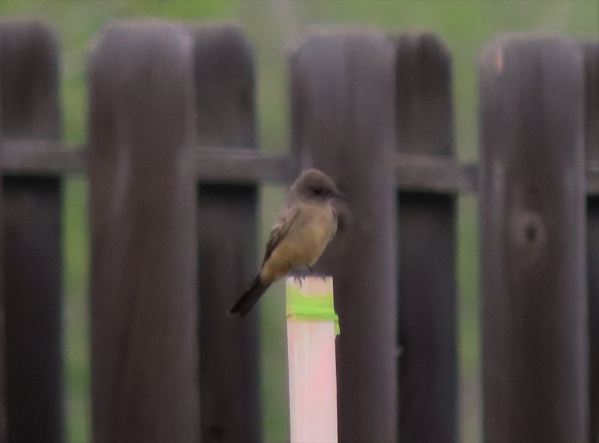 Say's Phoebe - ML447560191