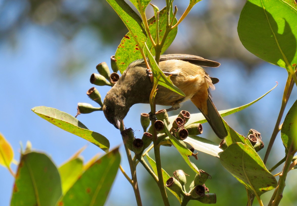 Burnished-buff Tanager - ML447560341