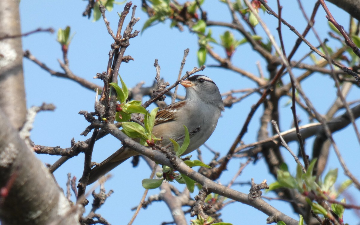 White-crowned Sparrow - ML447560361