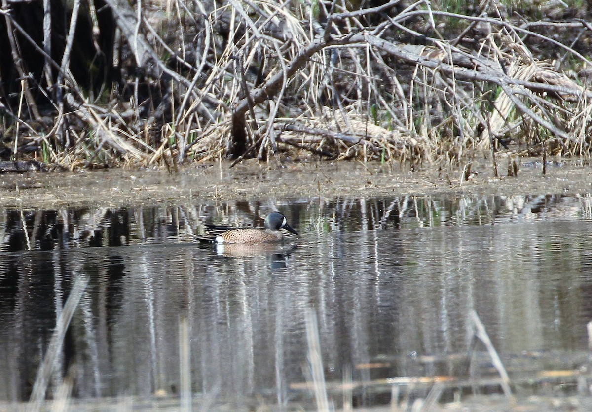 Blue-winged Teal - ML447561041