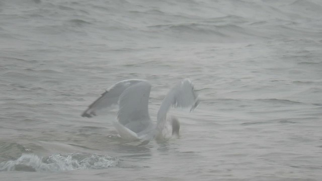 Gaviota Argéntea - ML447561931