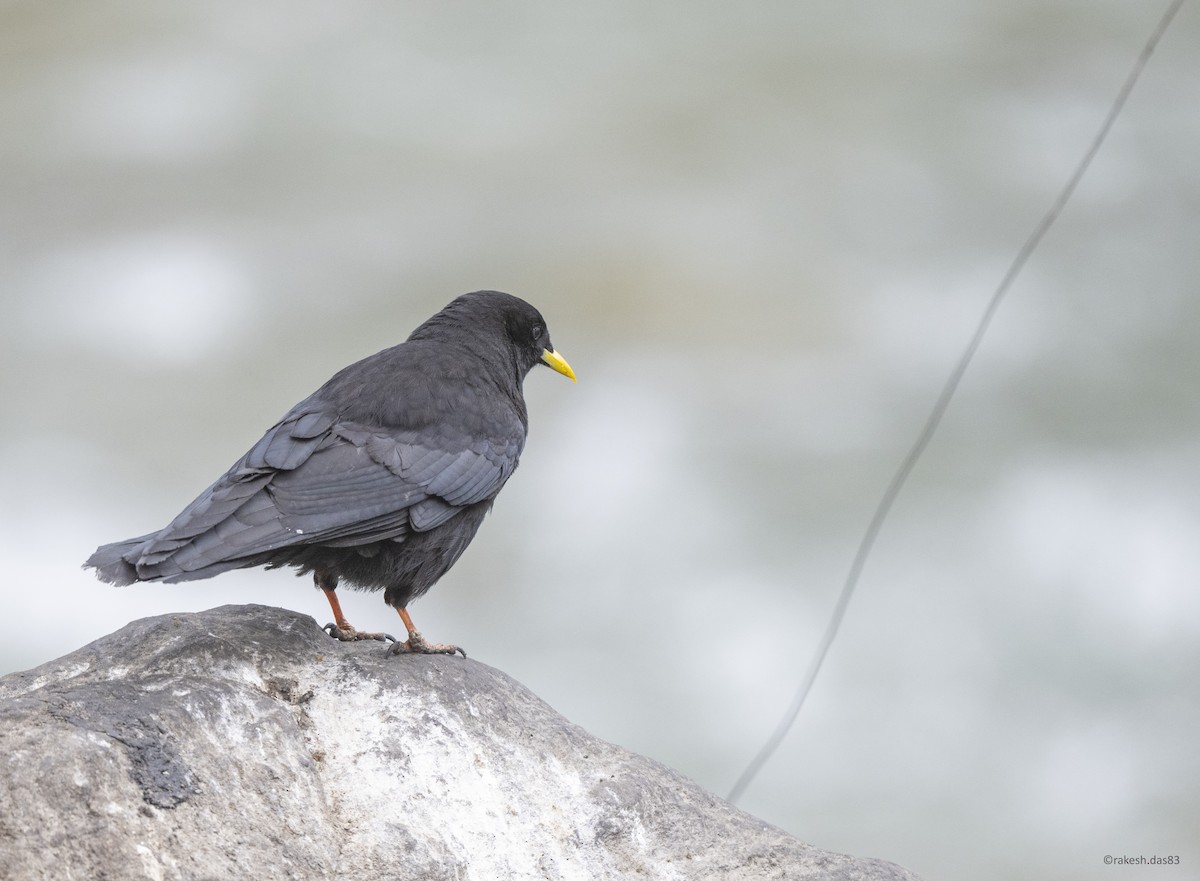 Yellow-billed Chough - Rakesh Das