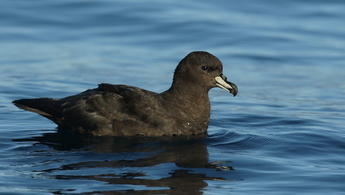 Puffin du Westland - ML44756351