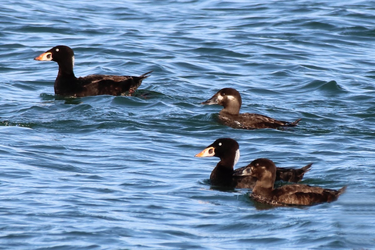 Surf Scoter - ML447563551