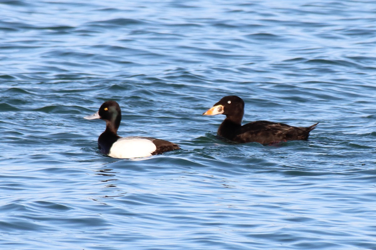 Surf Scoter - ML447563581