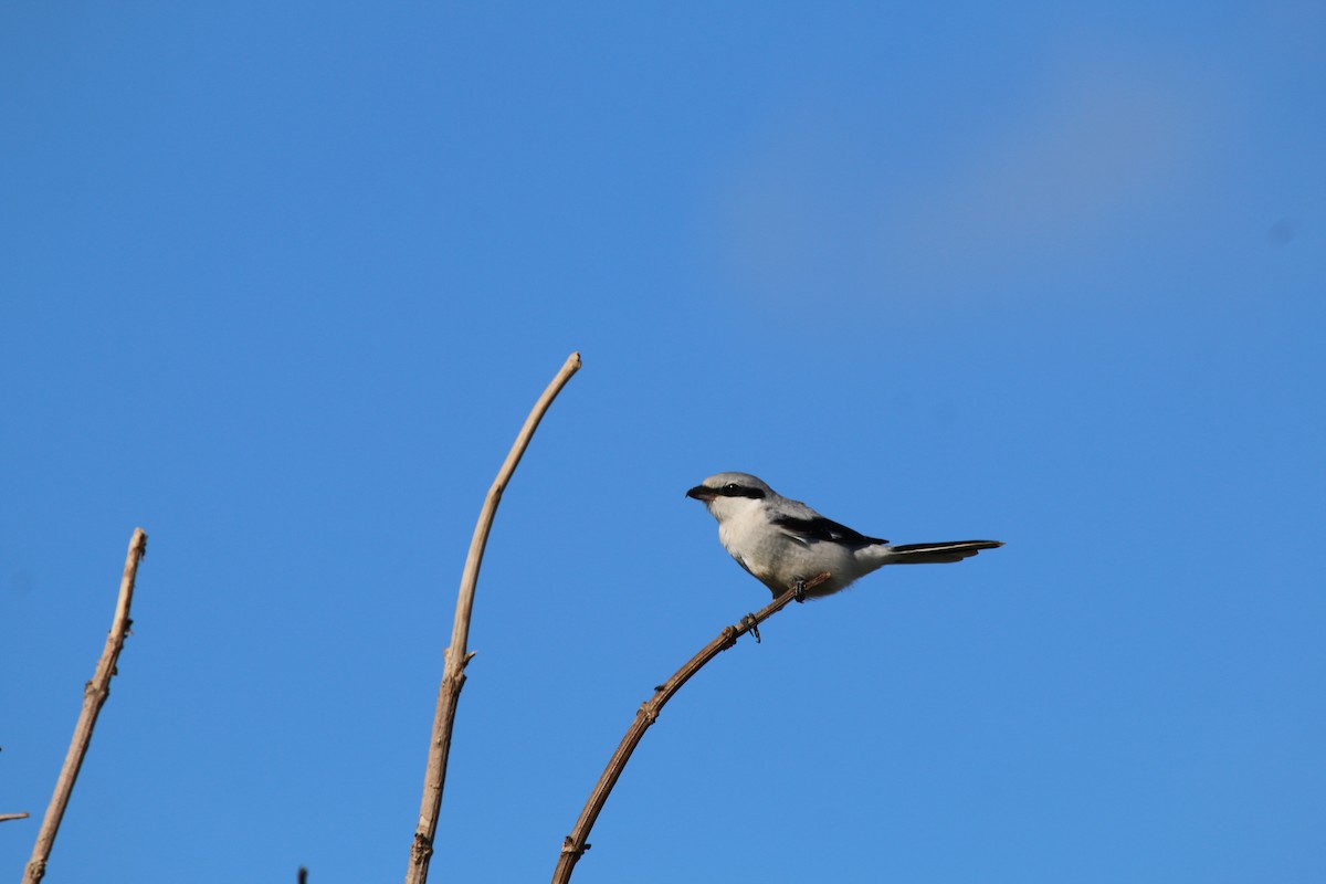 Great Gray Shrike - ML447564731