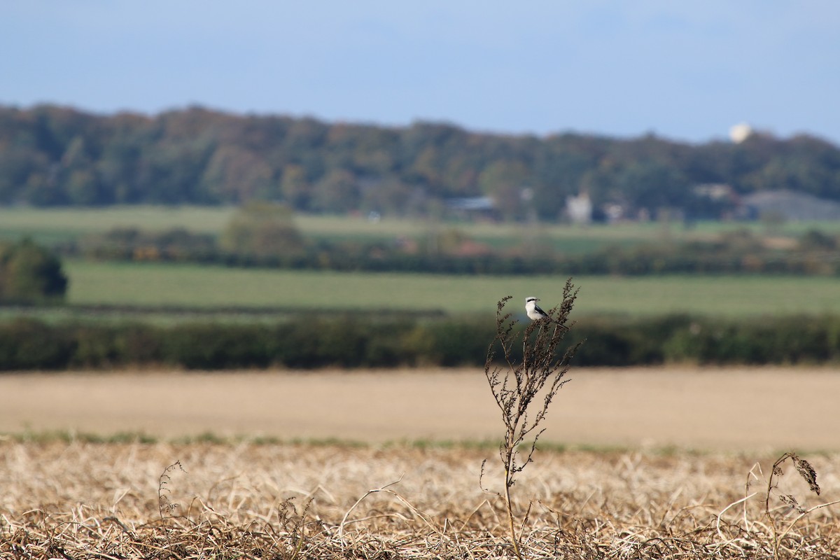 Great Gray Shrike - Richard Moores