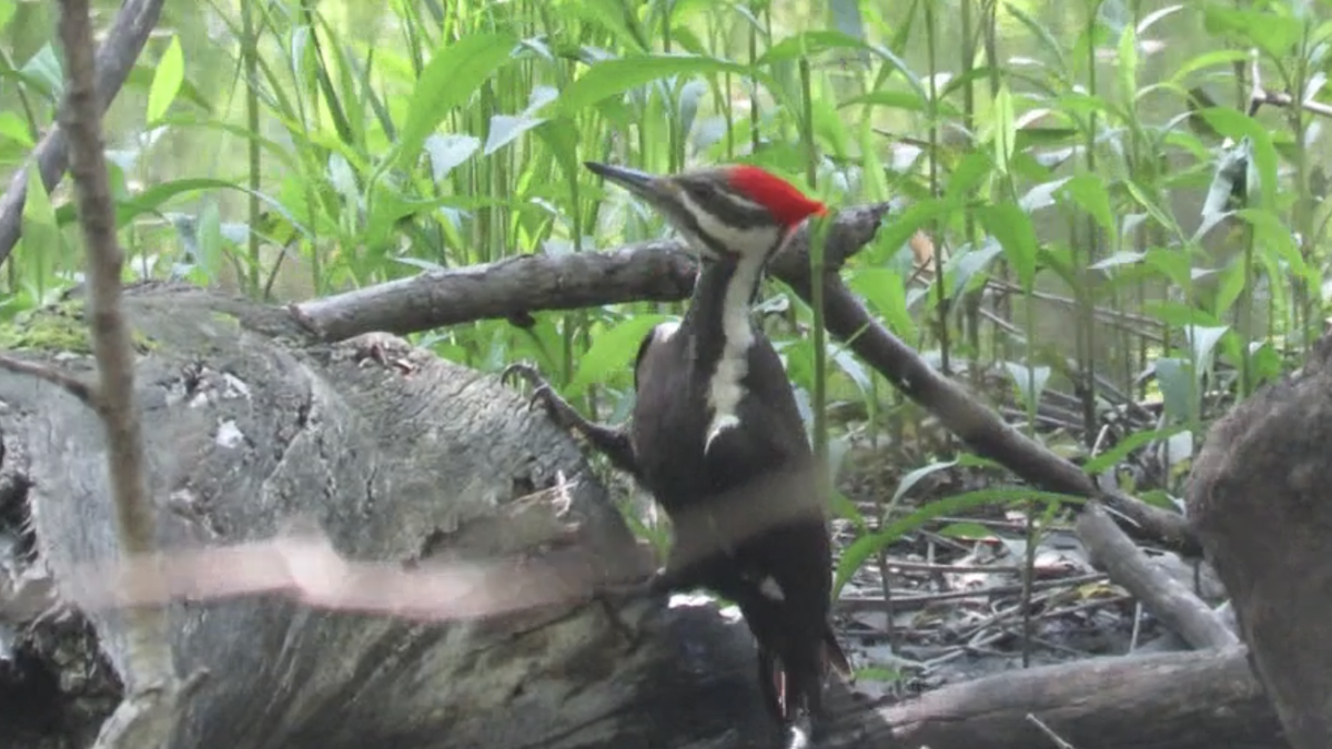 Pileated Woodpecker - ML447565141