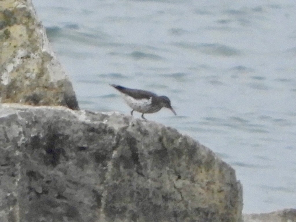 Spotted Sandpiper - ML447565231