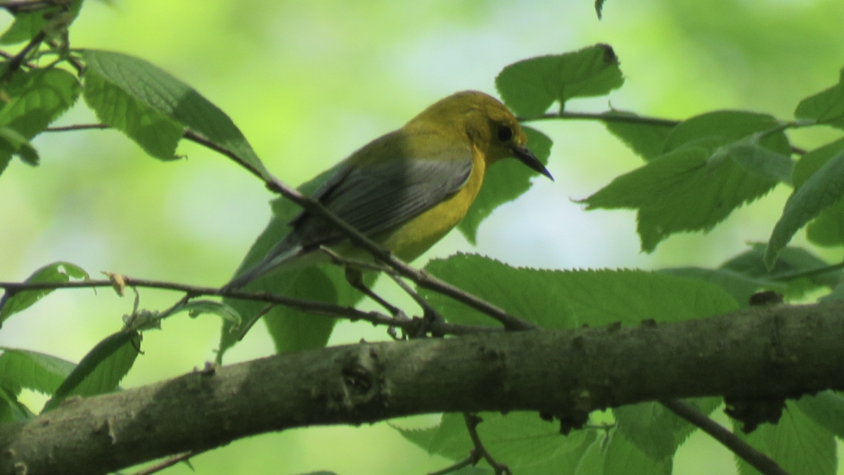 Prothonotary Warbler - ML447565401