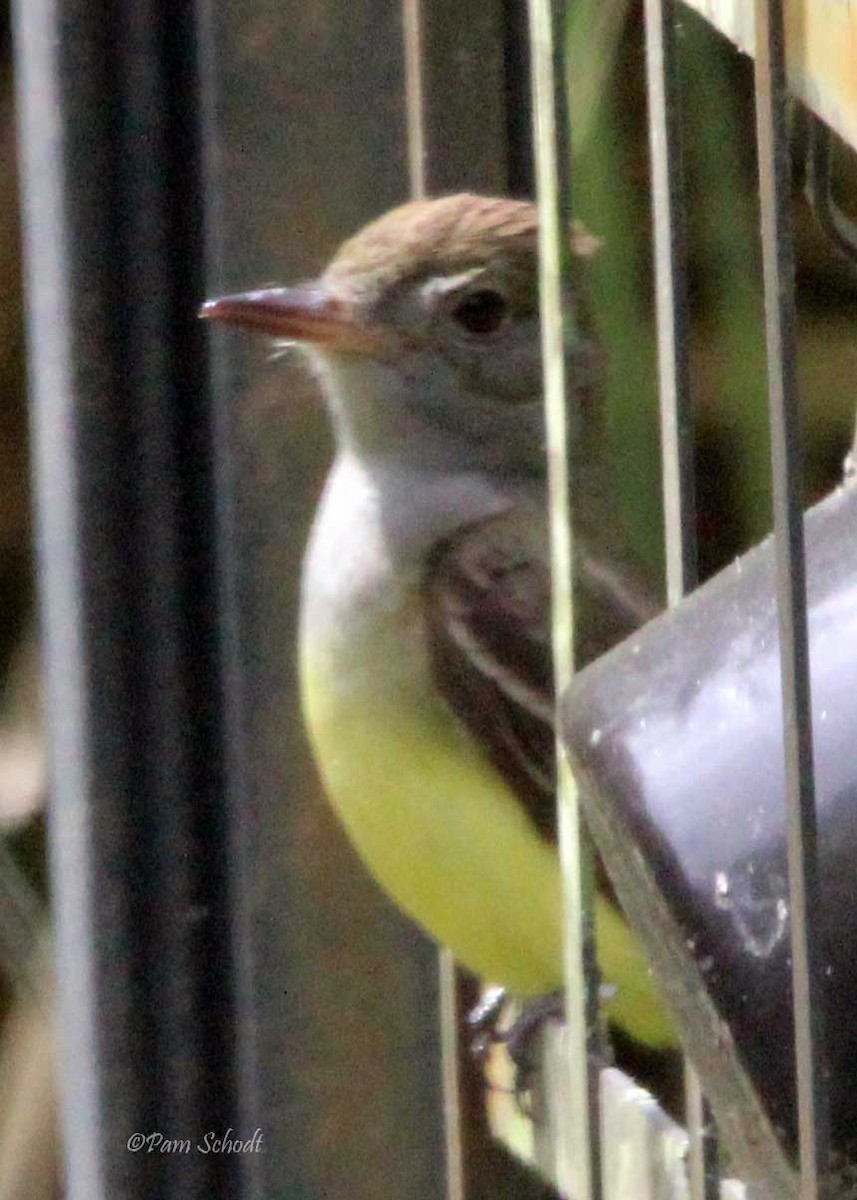 Great Crested Flycatcher - ML447566031