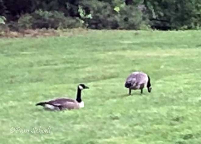 Canada Goose - ML447566511