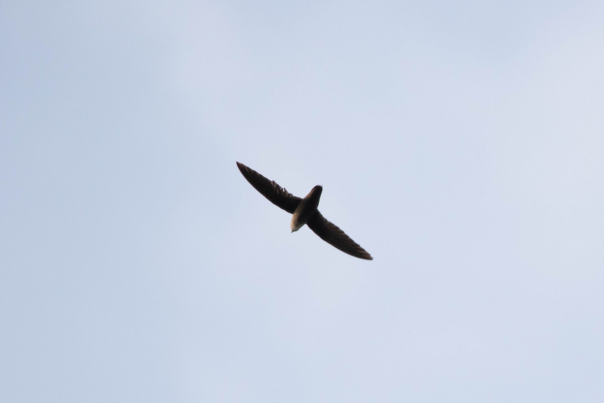 Chimney Swift - Alex Lamoreaux