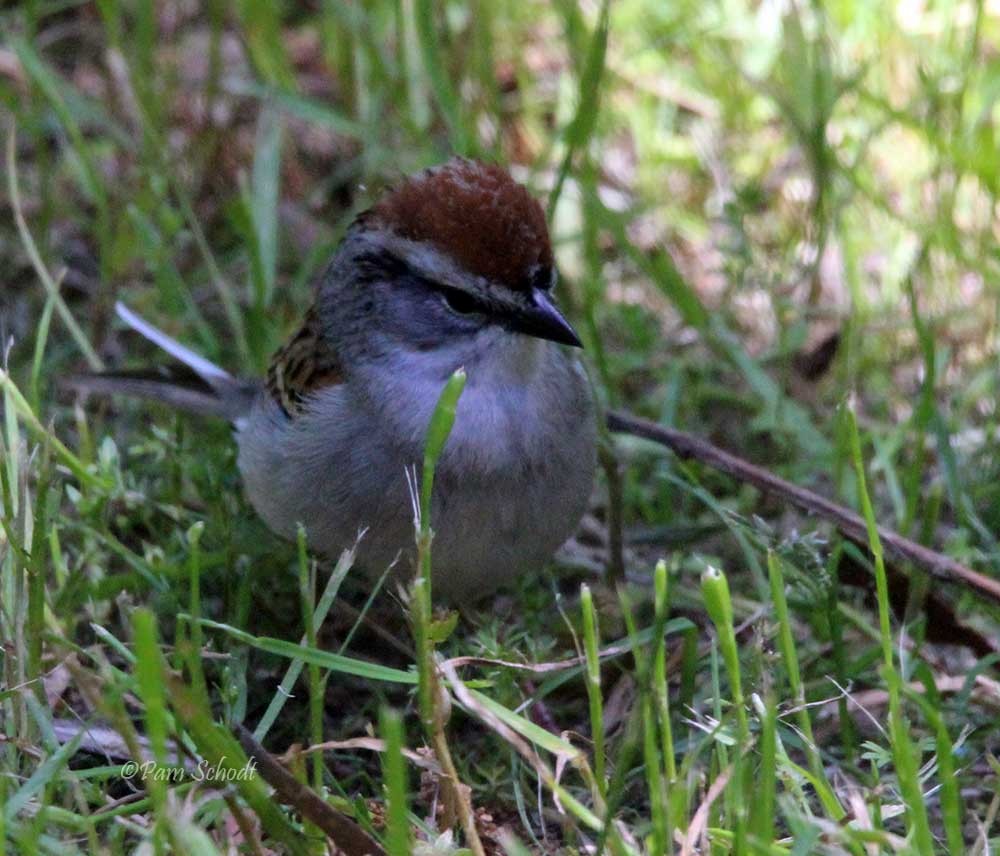 Chipping Sparrow - ML447567991