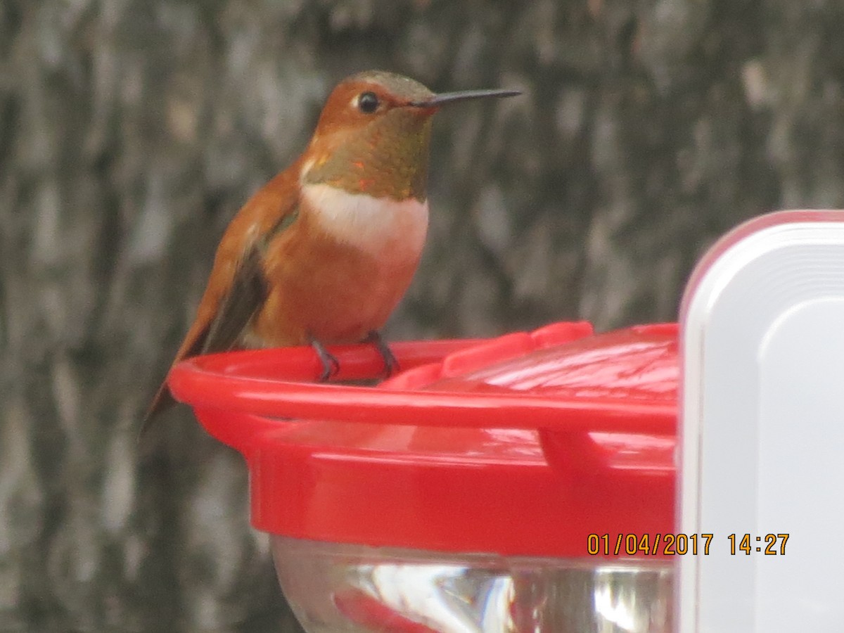 Rufous Hummingbird - Sam Fruehling