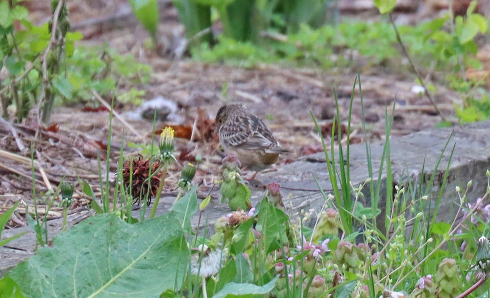 Grasshopper Sparrow - ML447568371