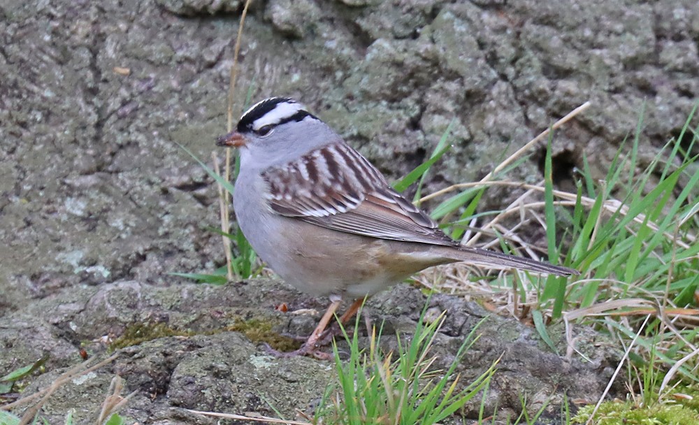 White-crowned Sparrow - ML447568541