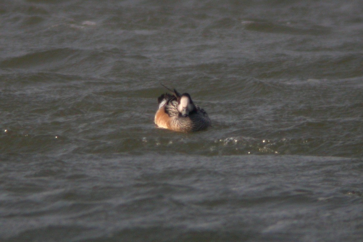 Chiloe Wigeon - ML447568861