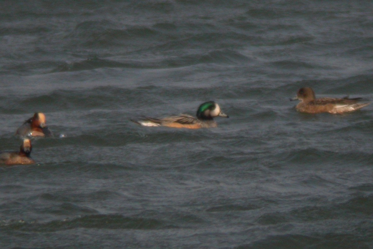 Chiloe Wigeon - ML447568871