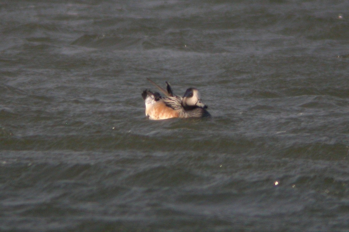 Chiloe Wigeon - ML447568881
