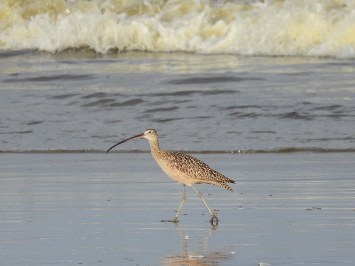 Long-billed Curlew - Daniel Farrar