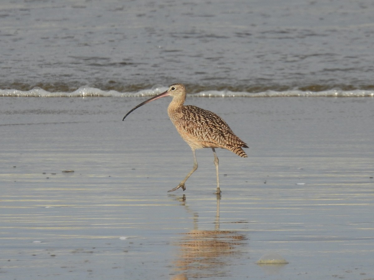 Long-billed Curlew - Daniel Farrar