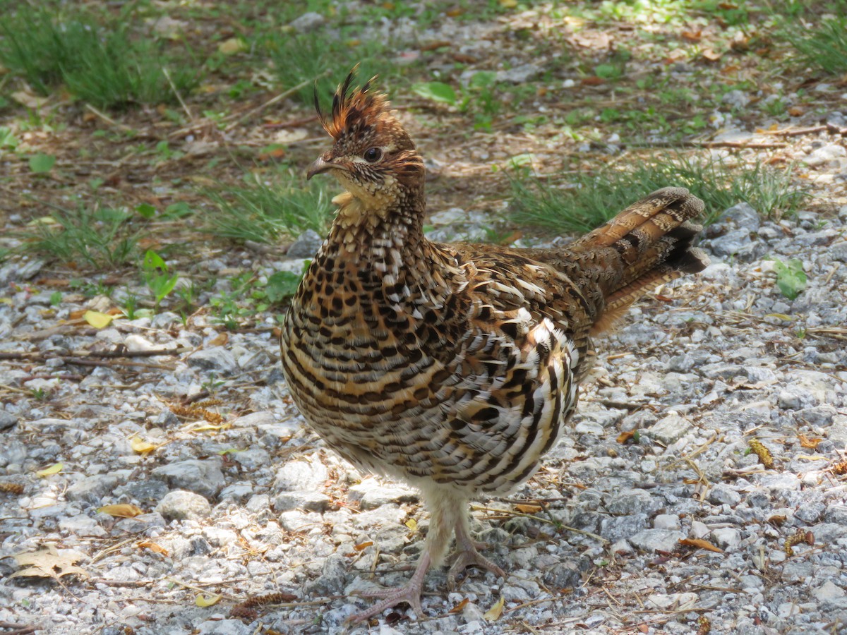 Ruffed Grouse - Julie Mobley