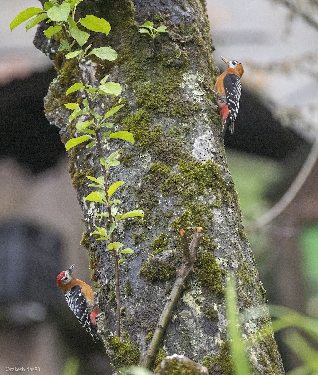 Rufous-bellied Woodpecker - Rakesh Das