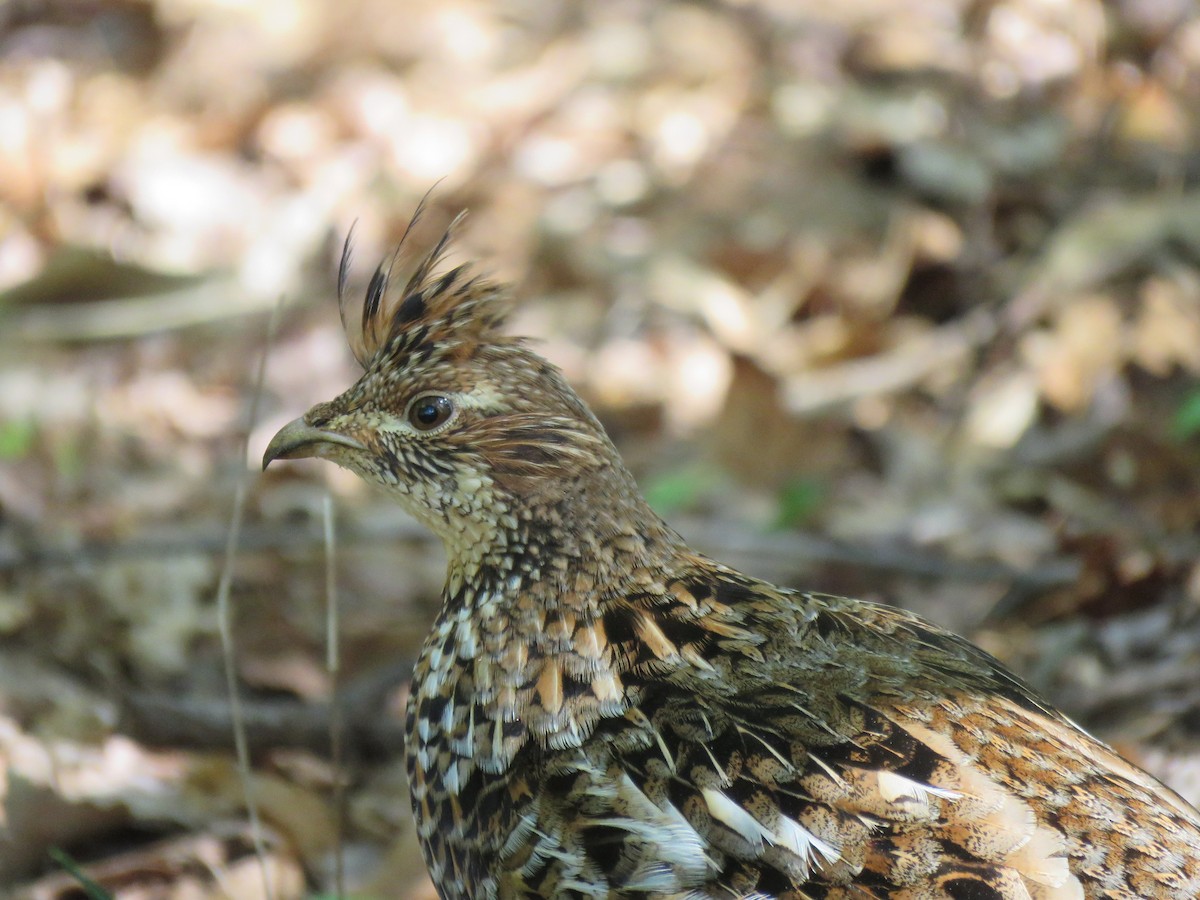 Ruffed Grouse - Julie Mobley