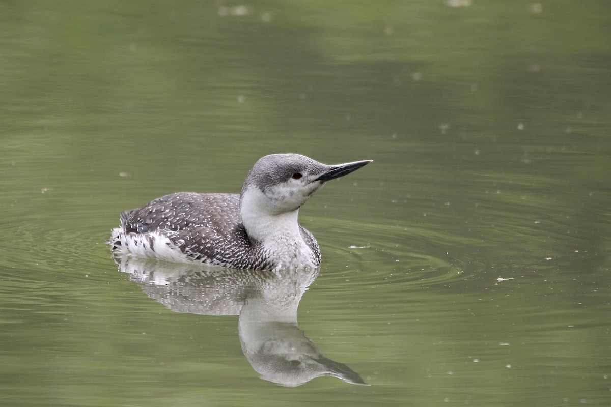 Red-throated Loon - ML447572711