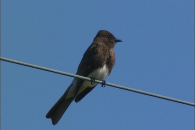 Black Phoebe (Northern) - ML447576