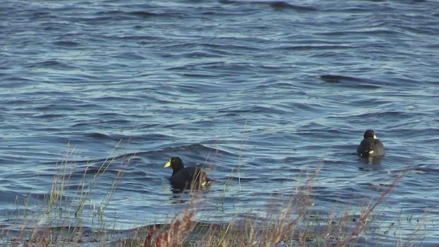 White-winged Coot - ML447577361