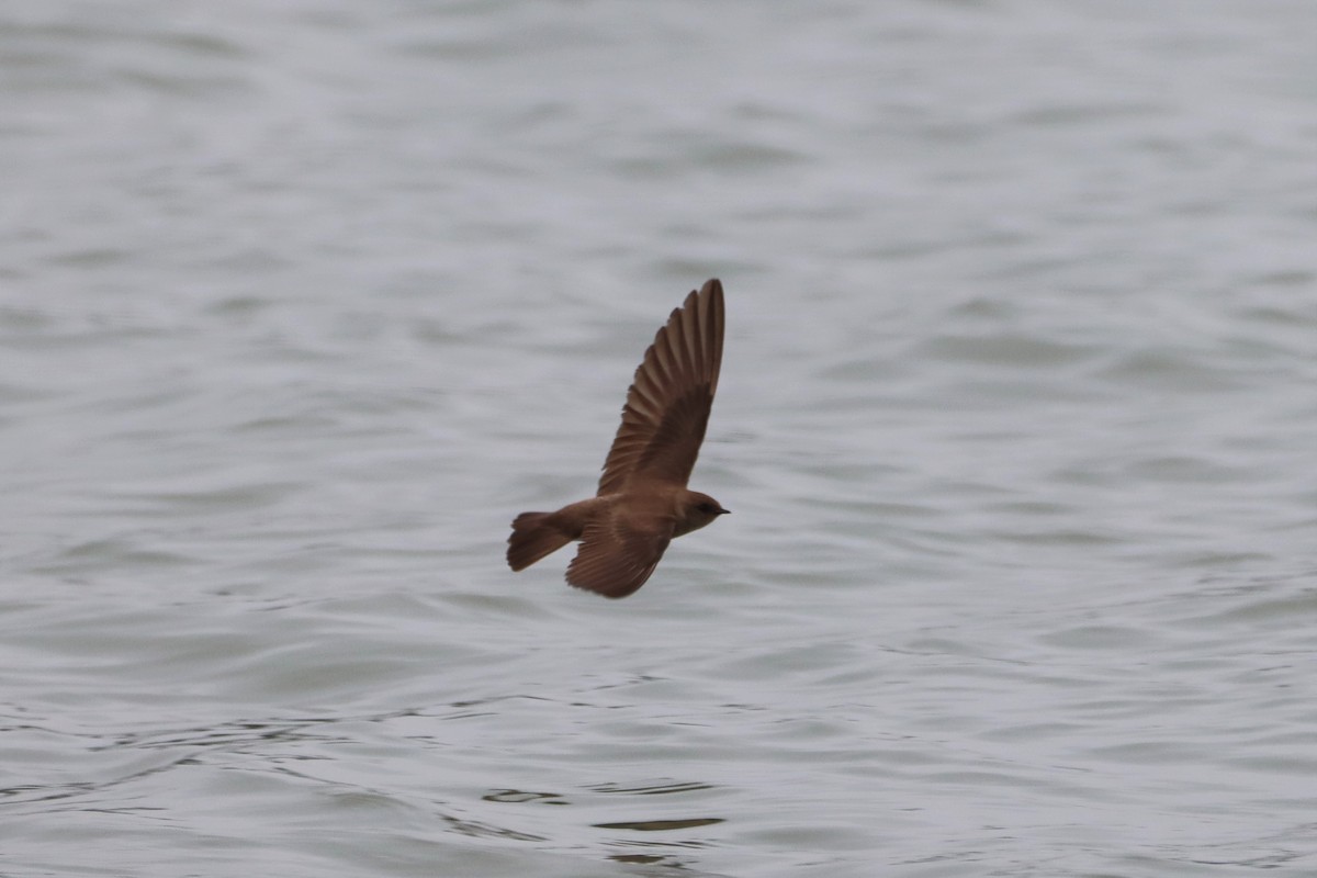 Northern Rough-winged Swallow - Steve Myers