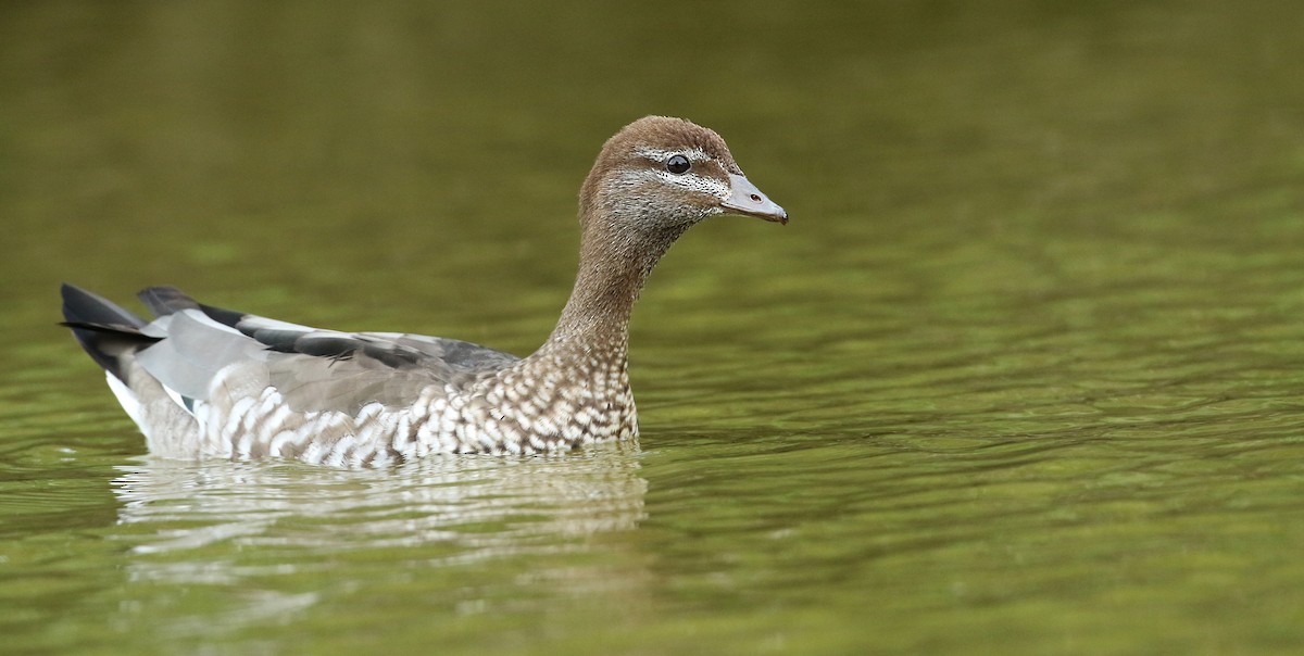 Canard à crinière - ML44757791