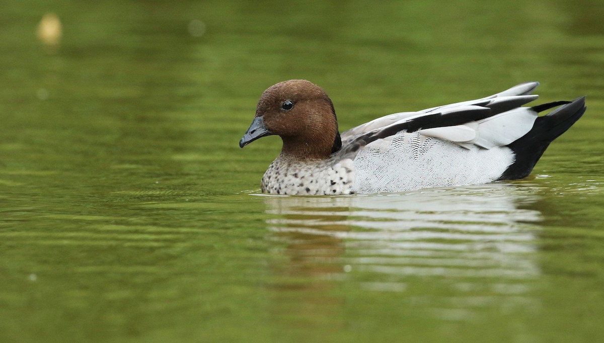 Canard à crinière - ML44757801