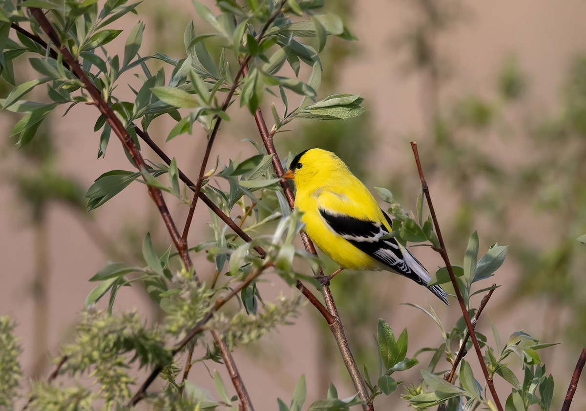 American Goldfinch - ML447578751